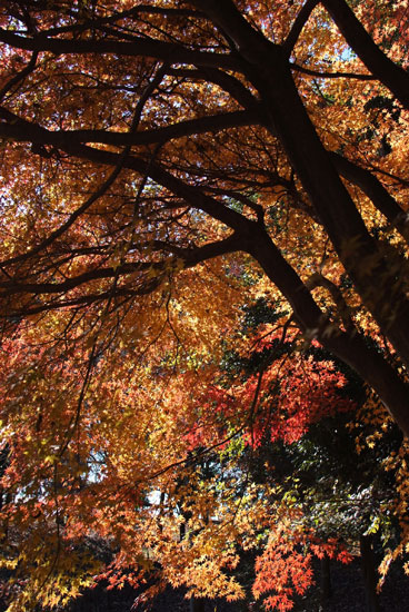 11.12.11_花島公園12
