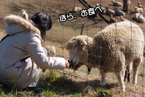 11.12.18_マザー牧場12