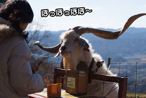 11.12.18_マザー牧場13