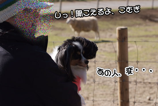 11.12.18_マザー牧場14