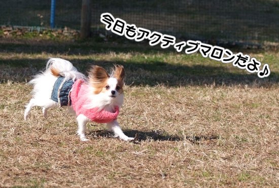 11.12.18_マザー牧場21