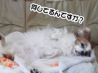 12.1_グデグデ&おねだり4