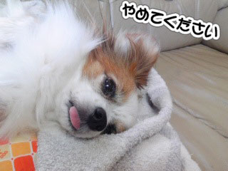 12.1_グデグデ&おねだり5