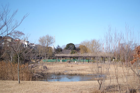 12.1.29_実籾本郷公園1