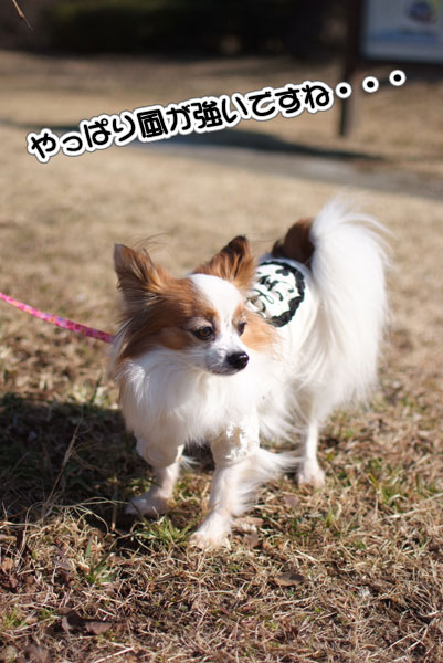 12.1.29_実籾本郷公園6