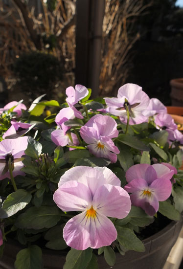 12.1.29_Home Garden3