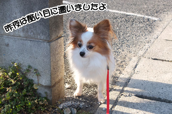 12.2.4_お風呂とお散歩1
