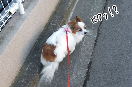 12.2.4_お風呂とお散歩2