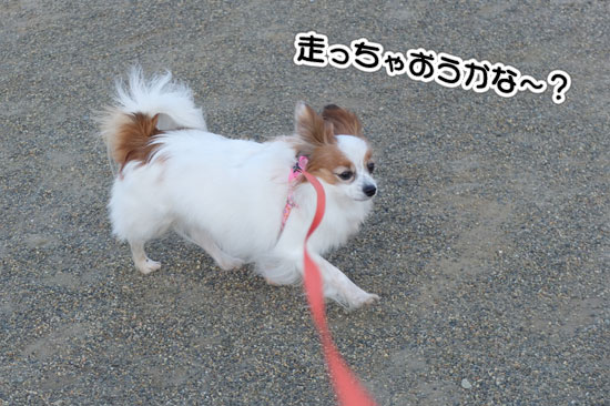 12.2.4_お風呂とお散歩4
