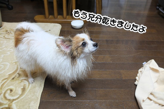 12.2.4_お風呂とお散歩8