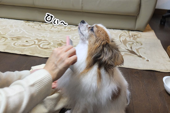 12.2.4_お風呂とお散歩11