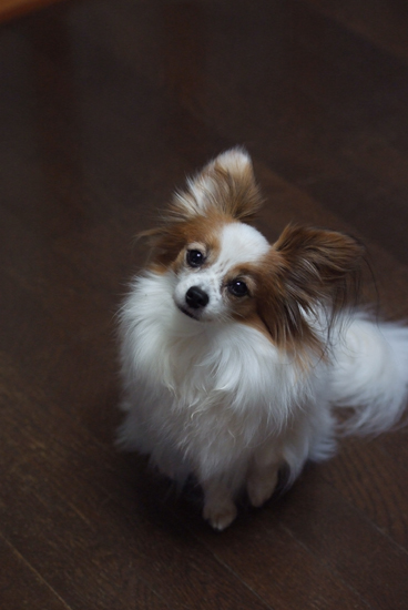 12.2.11_70-200f2.8VRII-5