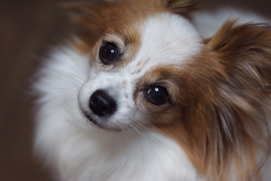 12.2.11_70-200f2.8VRII-6