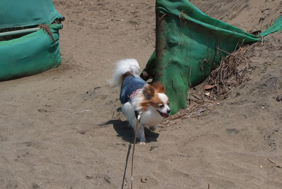 12.5.5_稲毛海浜公園5