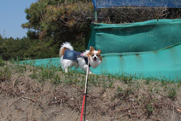 12.5.5_稲毛海浜公園6