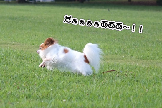 12.8.15_幕張海浜公園2