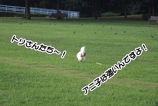 12.8.15_幕張海浜公園3