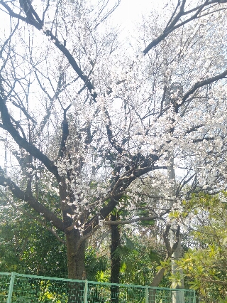 吉野寿司
