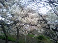 王子・音無親水公園の桜