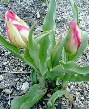 20060415_158016.jpg