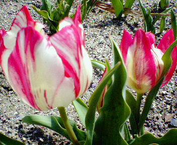20060415_158017.jpg