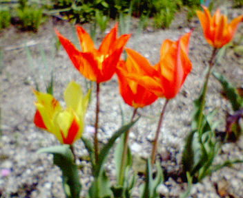 20060417_159116.jpg