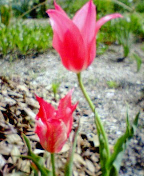 20060417_159121.jpg