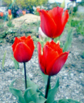 20060418_159727.jpg