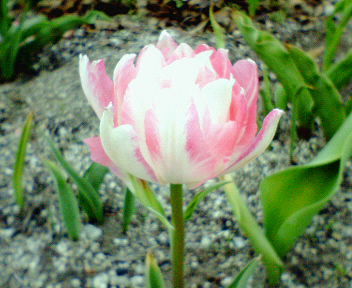 20060418_159730.jpg