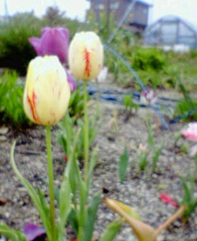 20060423_162253.jpg