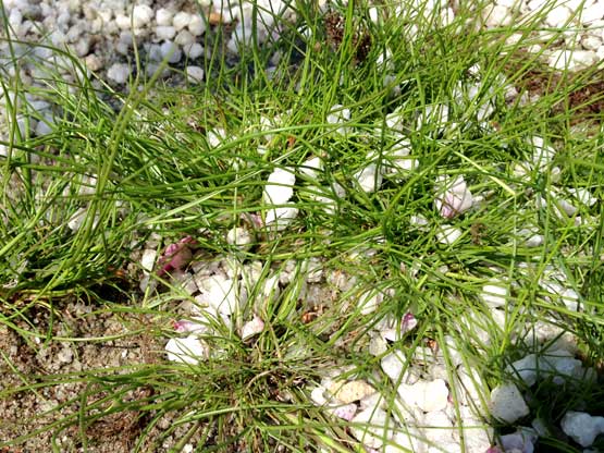 防草シートに生える雑草(芝)