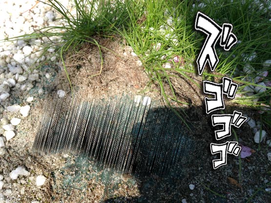 防草シートに生える雑草(芝)2