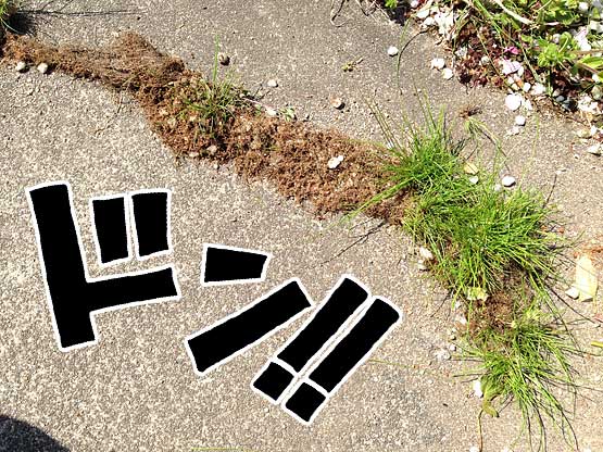 防草シートに生える雑草(芝)3