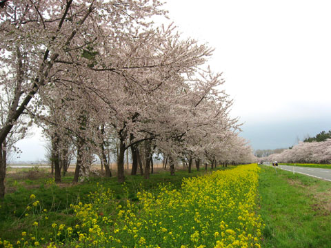 大潟村桜と菜の花まつり菜の花ロード
