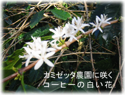 カミゼッタ農園1