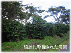カミゼッタ農園2