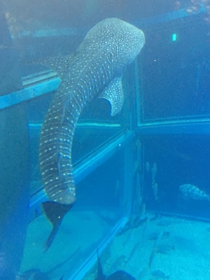 image1.jpeg