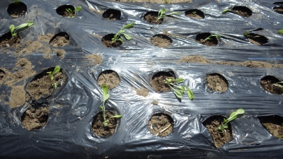 150421サラダ菜とレタスの胚軸断根挿し木苗の定植