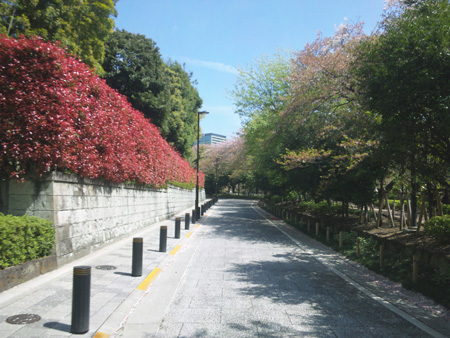 806千鳥が淵緑道、桜
