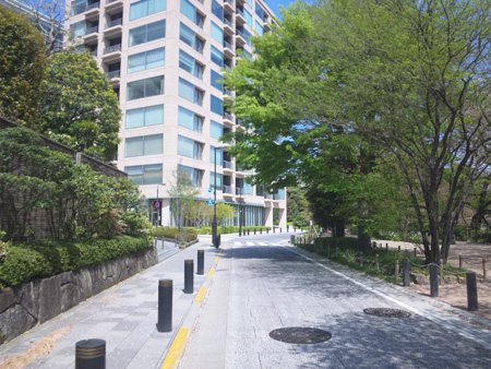 805千鳥が淵緑道、桜