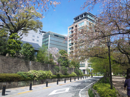 803千鳥が淵緑道、桜