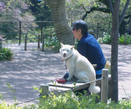 809.5千鳥が淵緑道、桜
