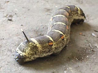 DVC00487.jpg