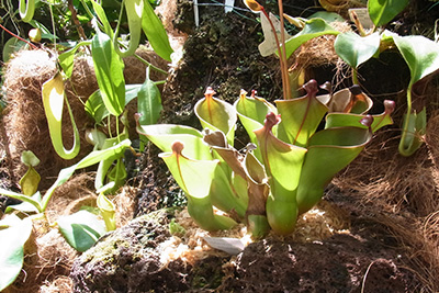 植物園