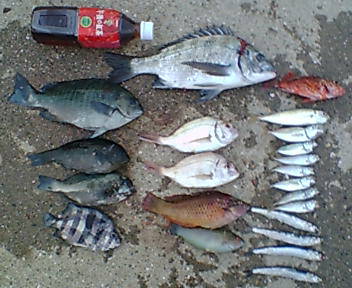 20060527_182264.jpg