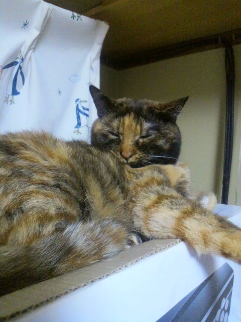 こんにちわ