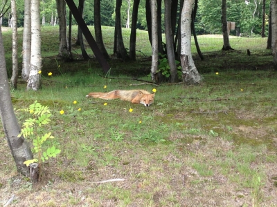 キツネ