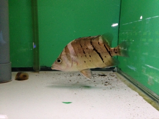ダトニオプラスワン 17～18cm | pet shop WAKABAYASHI