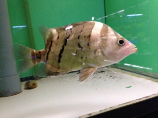 ダトニオプラスワン 17～18cm | pet shop WAKABAYASHI