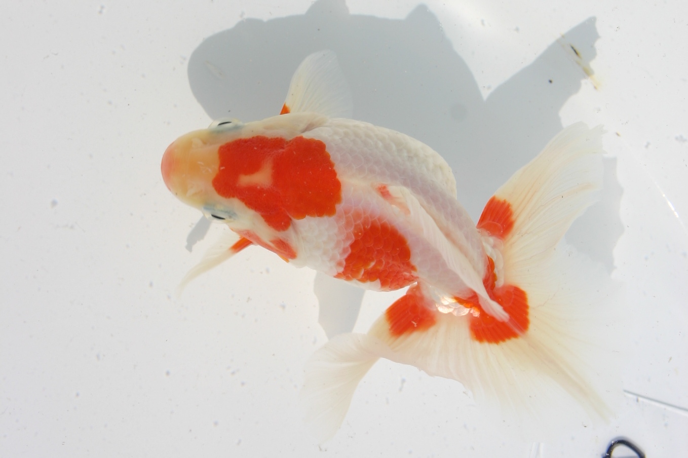 金魚 | pet shop WAKABAYASHI